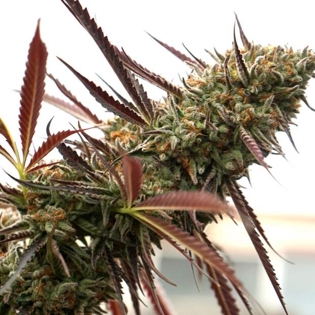 Humboldt Seeds Ghost Of NYC