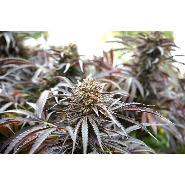 Humboldt Seeds Ghost Of NYC