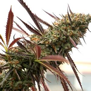 Humboldt Seeds Ghost Of NYC