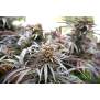 Humboldt Seeds Ghost Of NYC