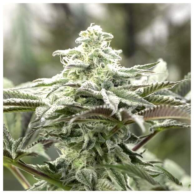 Humboldt Seeds Lemon Citron