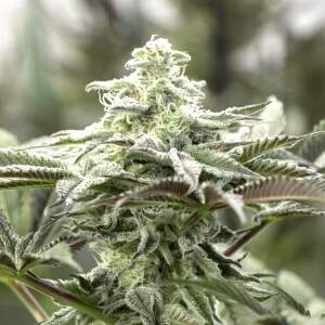 Humboldt Seeds Lemon Citron