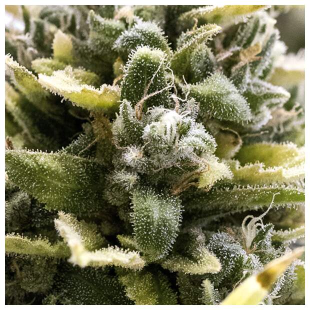 Humboldt Seeds OG Kush Auto