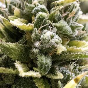 Humboldt Seeds OG Kush Auto