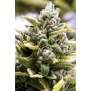 Humboldt Seeds OG Kush Auto
