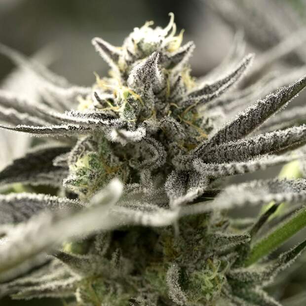 Humboldt Seeds OGkz Auto
