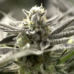Humboldt Seeds OGkz Auto