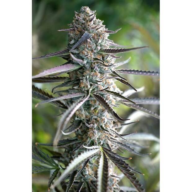 Humboldt Seeds Pineapple Chem Auto