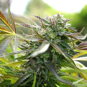 Humboldt Seeds Pineapple Chem Auto