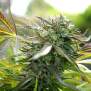 Humboldt Seeds Pineapple Chem Auto