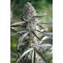 Humboldt Seeds Pineapple Chem Auto