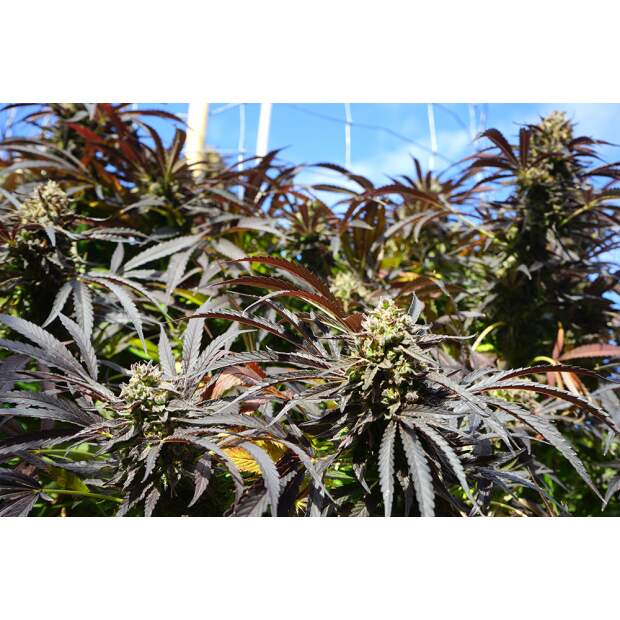 Humboldt Seeds Runtz Fast Flowering