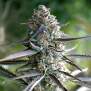 Humboldt Seeds Runtz Fast Flowering