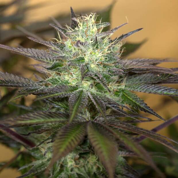 Humboldt Seeds Sapphire OG
