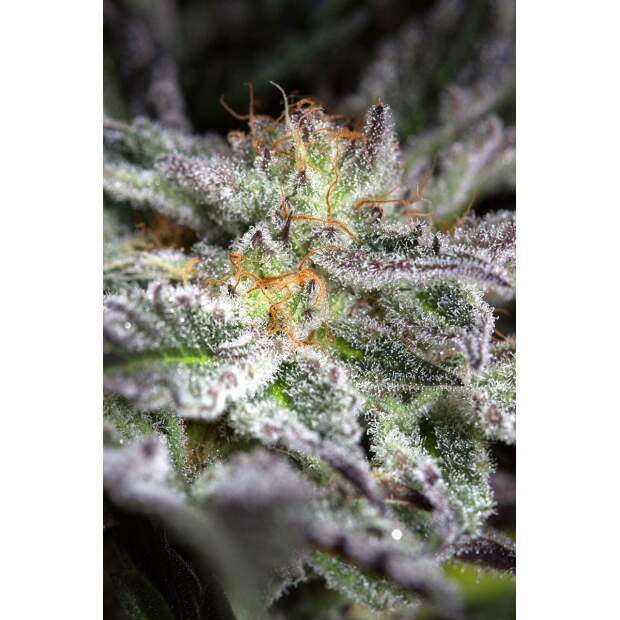 Humboldt Seeds Sapphire OG