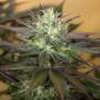 Humboldt Seeds Sapphire OG