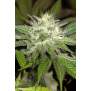 Humboldt Seeds Sapphire OG
