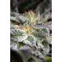 Humboldt Seeds Sapphire OG