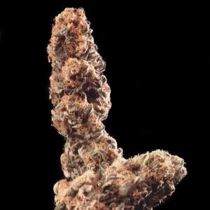 K.C. Brains Afghani Special