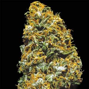 K.C. Brains Cristal Paradise