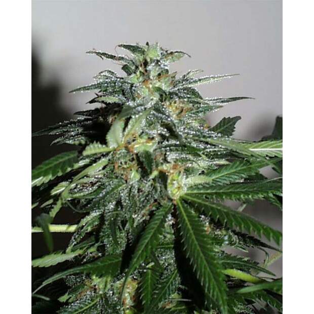 K.C. Brains Cyber Cristal