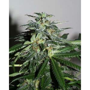 K.C. Brains Cyber Cristal