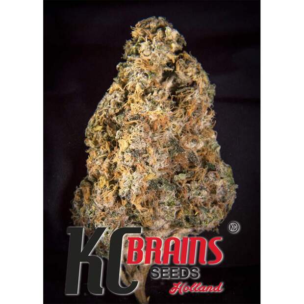 K.C. Brains Diamond Queen Kush Auto