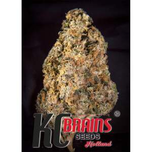 K.C. Brains Diamond Queen Kush Auto