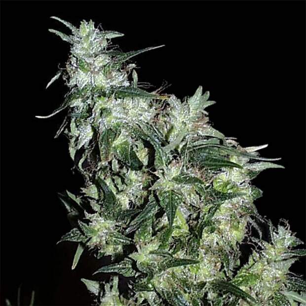 K.C. Brains Haze Special