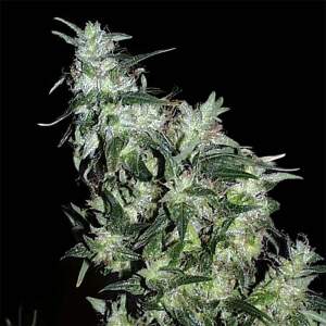 K.C. Brains Haze Special