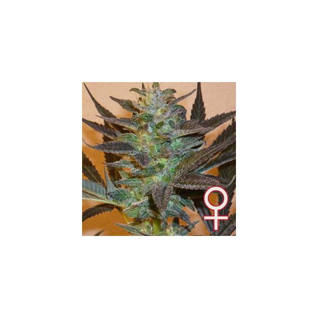 K.C. Brains K.C. 48 Auto-Fem
