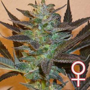 K.C. Brains K.C. 48 Auto-Fem
