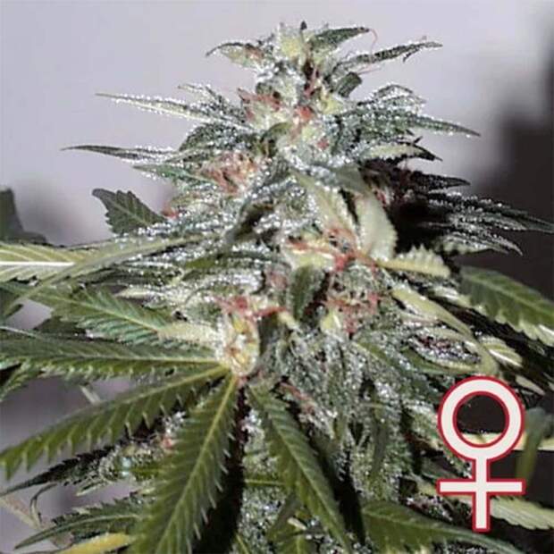 K.C. Brains K.C. 51 Auto-Fem