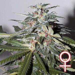 K.C. Brains K.C. 51 Auto-Fem