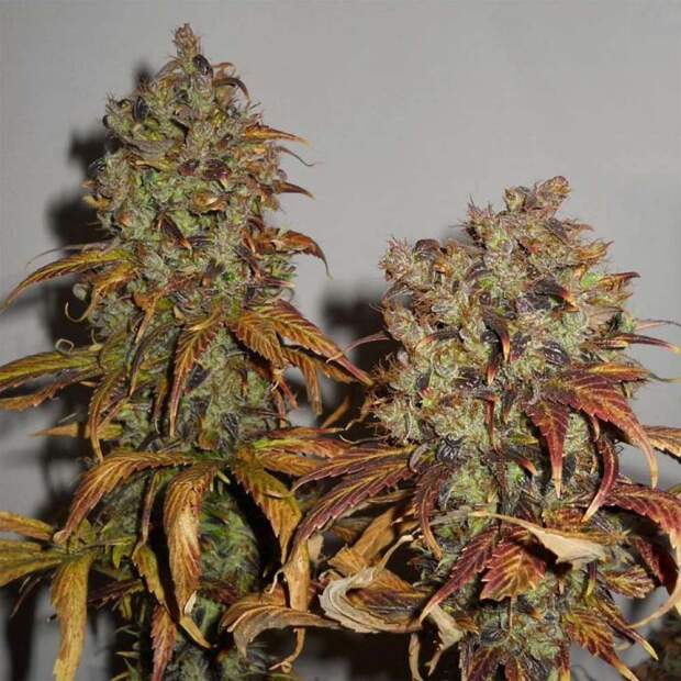 K.C. Brains Mango