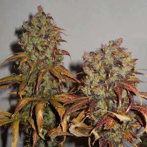 K.C. Brains Mango