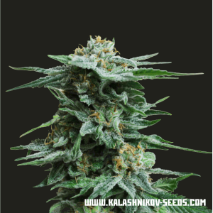 Kalashnikov Seeds AK Kush