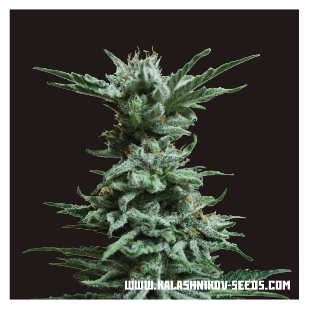 Kalashnikov Seeds AK Skunk