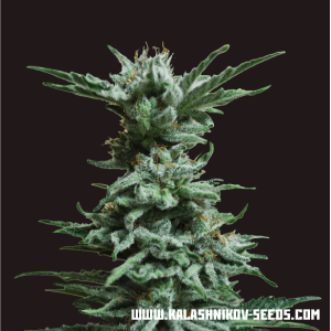 Kalashnikov Seeds AK Skunk