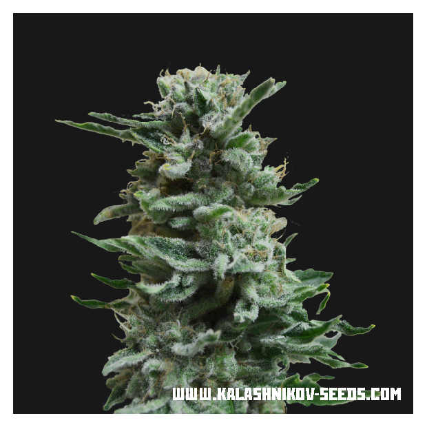 Kalashnikov Seeds AK Skunk Auto