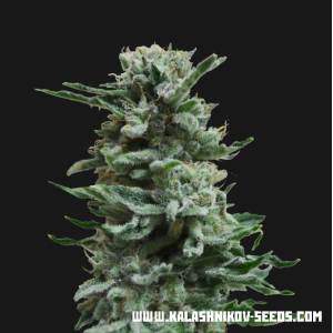 Kalashnikov Seeds AK Skunk Auto