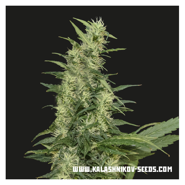 Kalashnikov Seeds Amur Giant Auto