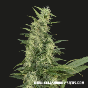 Kalashnikov Seeds Amur Giant Auto