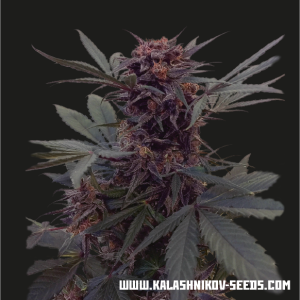 Kalashnikov Seeds Babushka Black Auto