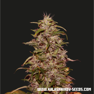 Kalashnikov Seeds Big Altai Sativa Express