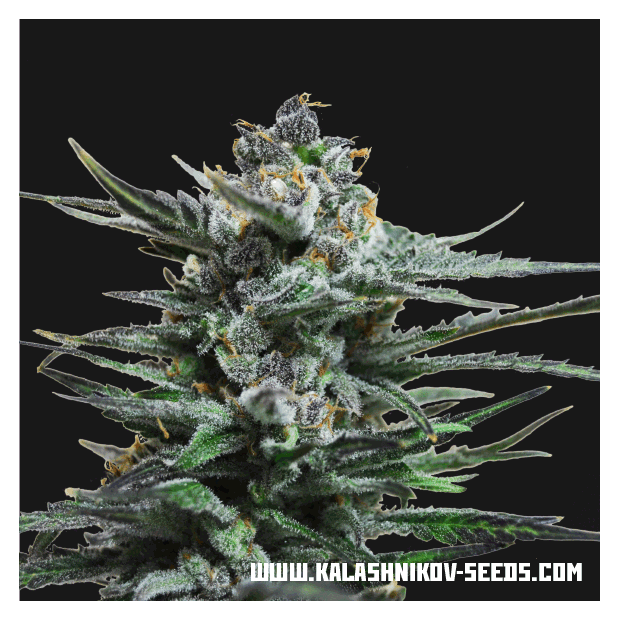 Kalashnikov Seeds Blue Acid Auto