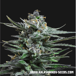 Kalashnikov Seeds Blue Acid Auto