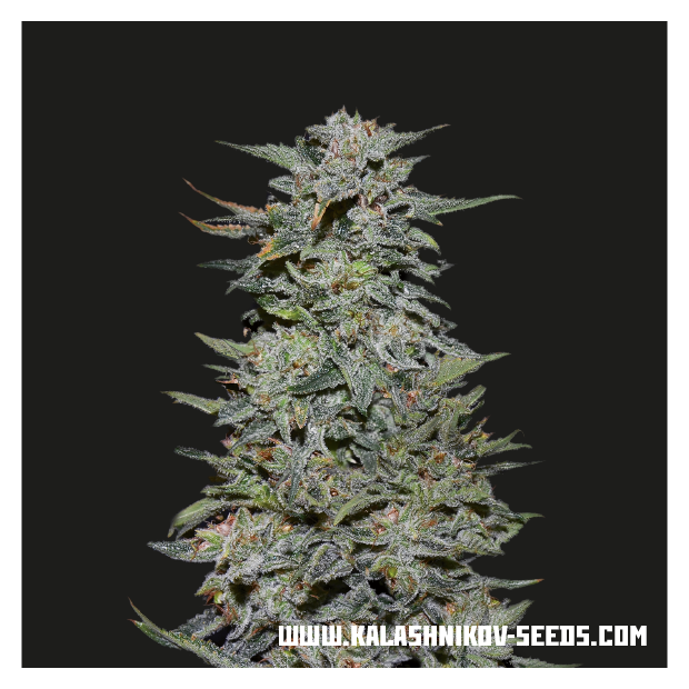 Kalashnikov Seeds Boy Scout Cookies