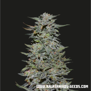 Kalashnikov Seeds Boy Scout Cookies