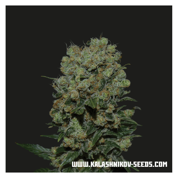 Kalashnikov Seeds Kalashnikov Express